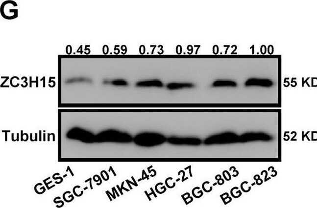 ZC3H15 Antibody - BSA Free