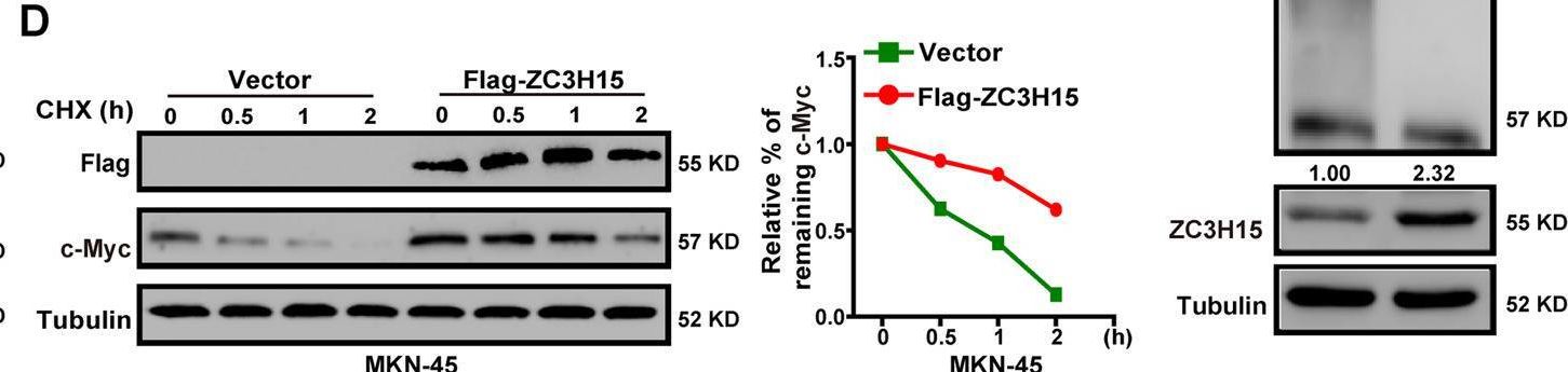 ZC3H15 Antibody - BSA Free