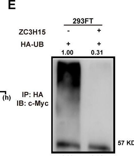 ZC3H15 Antibody - BSA Free