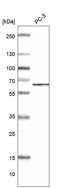 ZC3H15 Antibody Western Blot: ZC3H15 Antibody [NBP1-81313] -