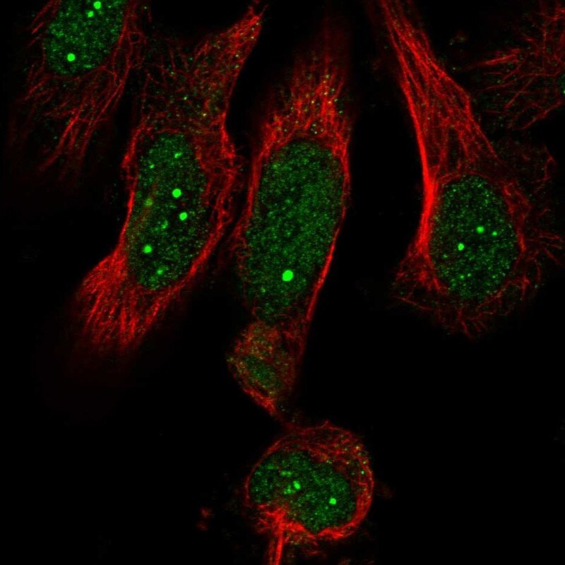 MED19 Antibody - BSA Free Immunocytochemistry/ Immunofluorescence: MED19 Antibody [NBP1-81320]