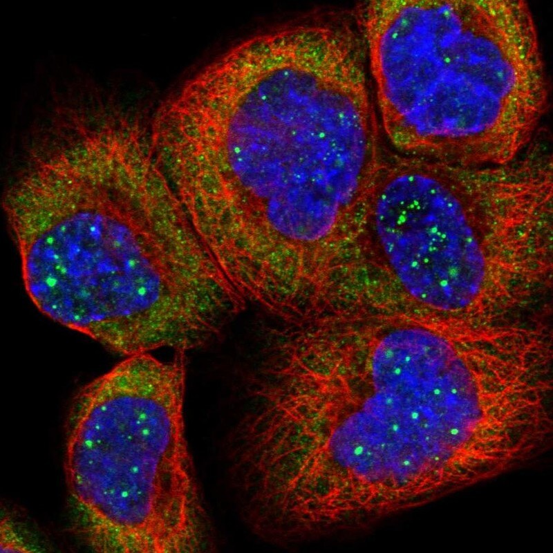 RPL4 Antibody - BSA Free Immunocytochemistry/ Immunofluorescence: RPL4 Antibody [NBP1-81329]