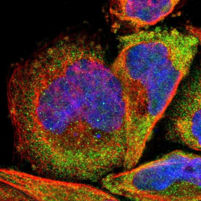 RPL3 Antibody - BSA Free Immunocytochemistry/ Immunofluorescence: RPL3 Antibody [NBP1-81332]