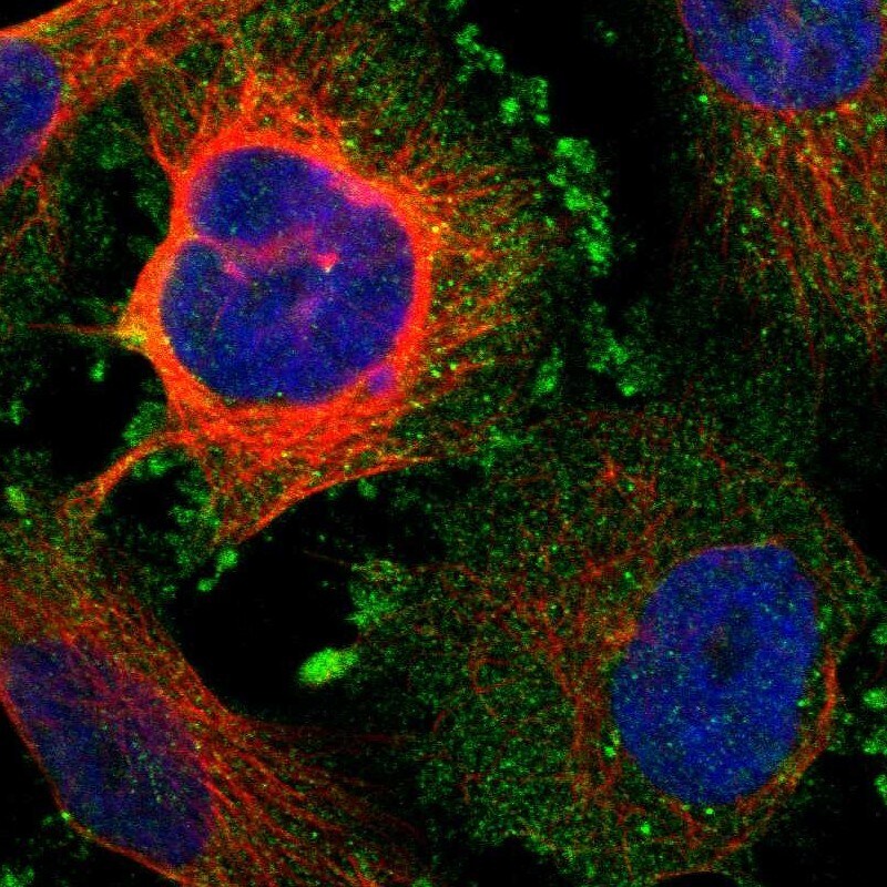 Kv9.3 Antibody - BSA Free Immunocytochemistry/ Immunofluorescence: Kv9.3 Antibody [NBP1-81334]