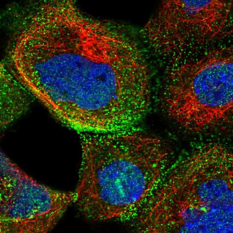 XRCC6BP1 Antibody - BSA Free Immunocytochemistry/ Immunofluorescence: XRCC6BP1 Antibody [NBP1-81339]