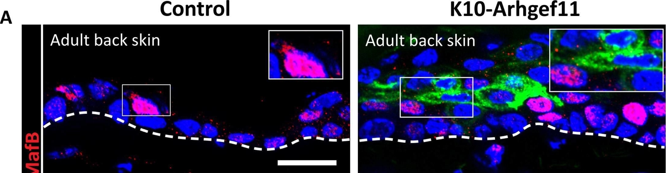 MafB Antibody - BSA Free
