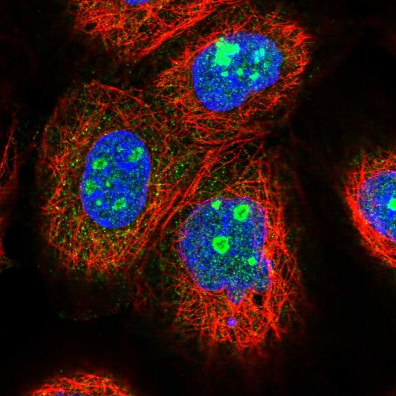 EFCAB7 Antibody - BSA Free Immunocytochemistry/ Immunofluorescence: EFCAB7 Antibody [NBP1-81374]
