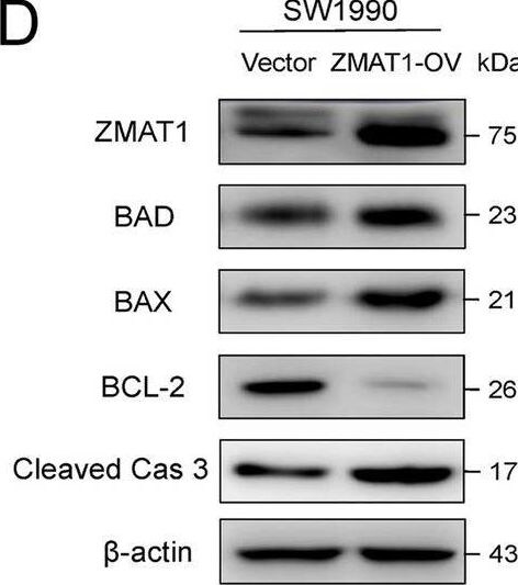 ZMAT1 Antibody - BSA Free
