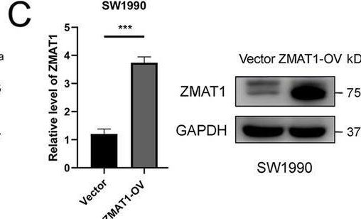 ZMAT1 Antibody - BSA Free