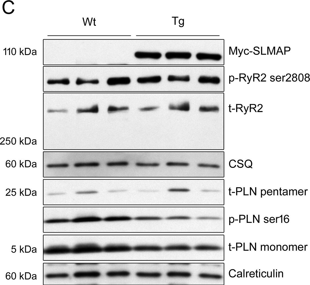 SLMAP Antibody