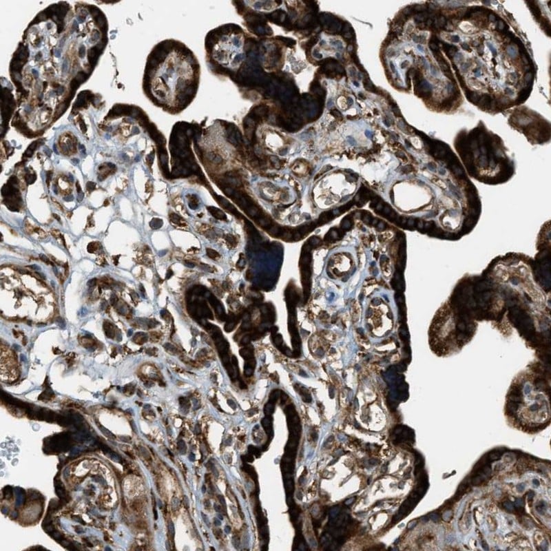 Protocadherin-18 Antibody - BSA Free Immunohistochemistry: Protocadherin-18 Antibody - BSA Free [NBP1-81400]