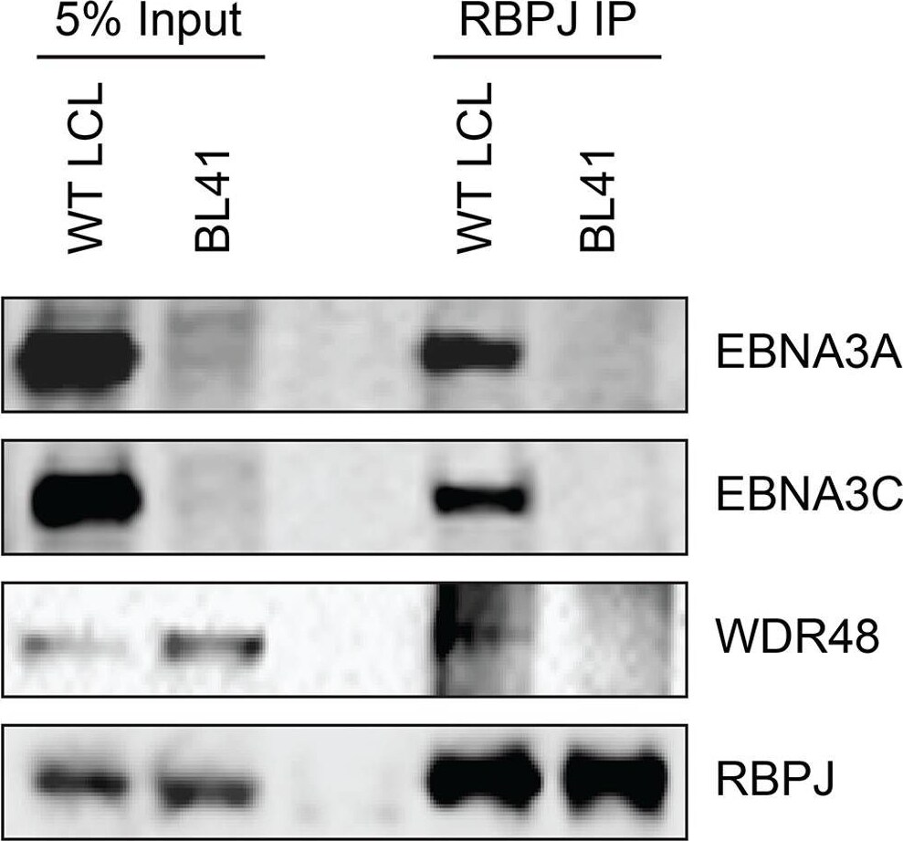 UAF1/WDR48 Antibody