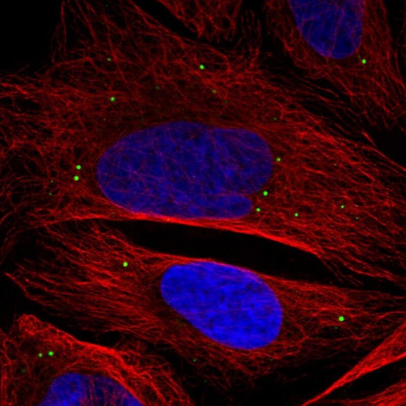 ADAMTSL3 Antibody - BSA Free Immunocytochemistry/ Immunofluorescence: ADAMTSL3 Antibody - BSA Free [NBP1-81426]