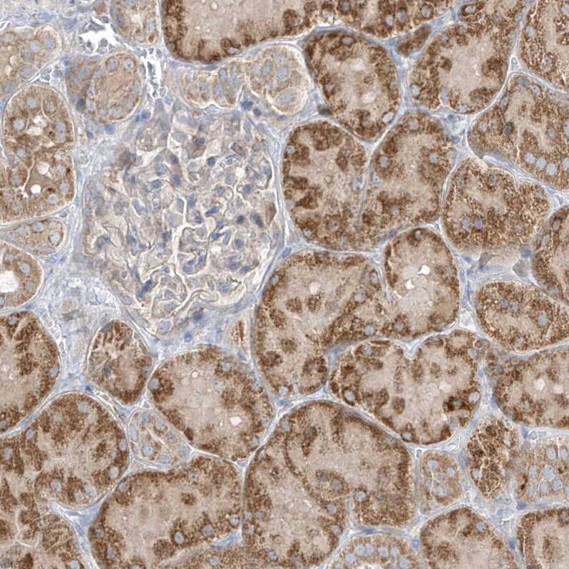 ADAMTSL3 Antibody - BSA Free Immunohistochemistry: ADAMTSL3 Antibody - BSA Free [NBP1-81426]