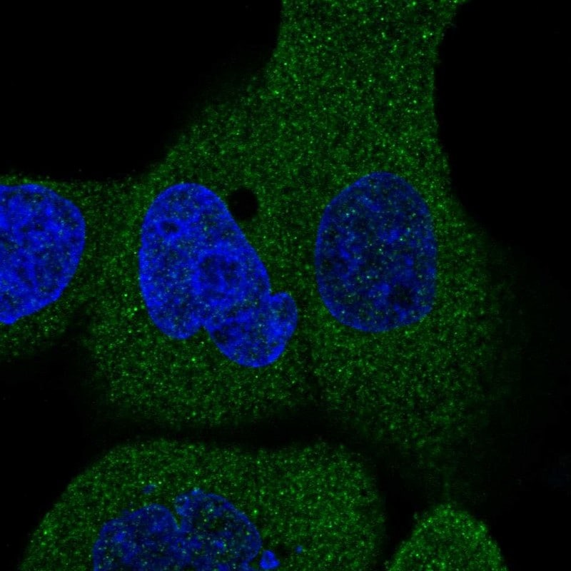 FAM40B Antibody - BSA Free Immunocytochemistry/ Immunofluorescence: FAM40B Antibody [NBP1-81435]