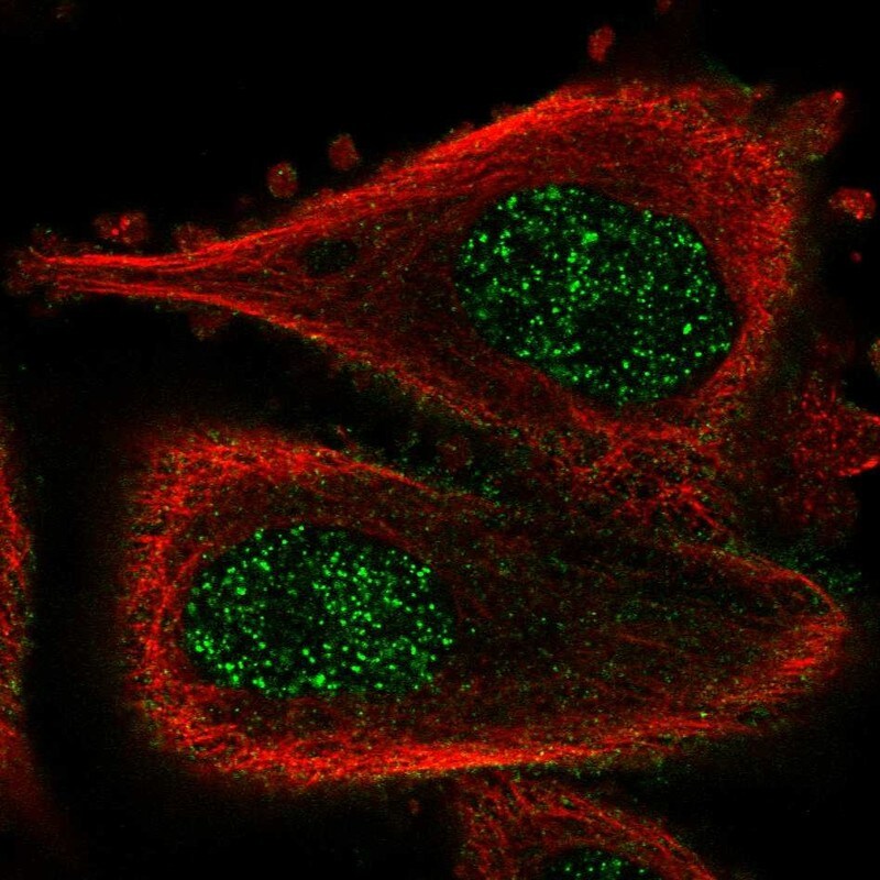 ABLIM3 Antibody - BSA Free Immunocytochemistry/ Immunofluorescence: ABLIM3 Antibody [NBP1-81471]