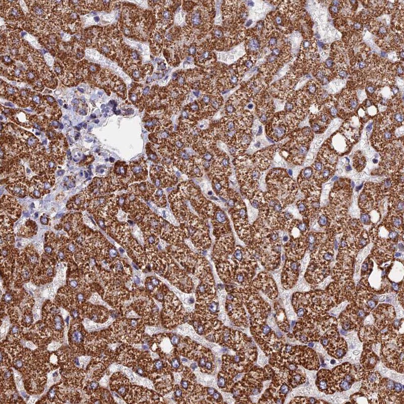 SEC24D Antibody - BSA Free Immunohistochemistry: SEC24D Antibody - BSA Free [NBP1-81482]