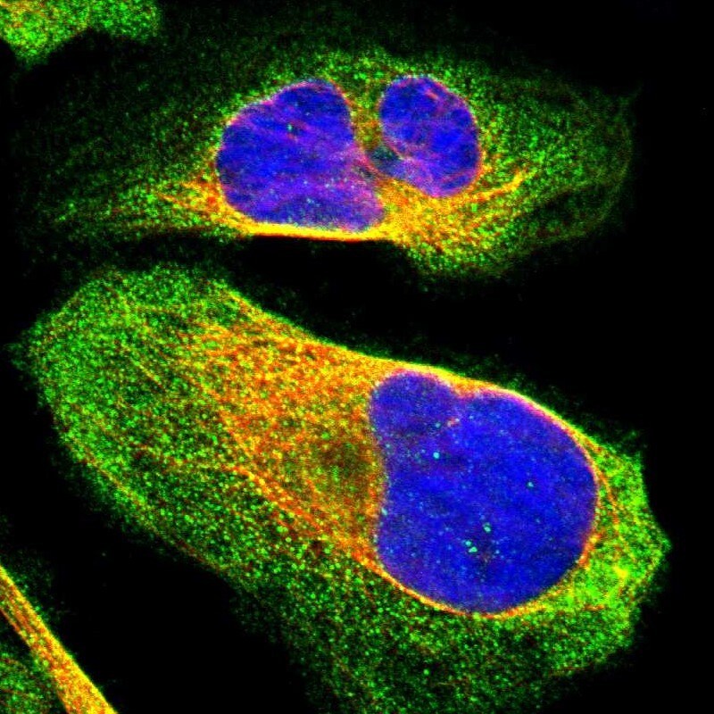 BICD2 Antibody - BSA Free Immunocytochemistry/ Immunofluorescence: BICD2 Antibody [NBP1-81488]