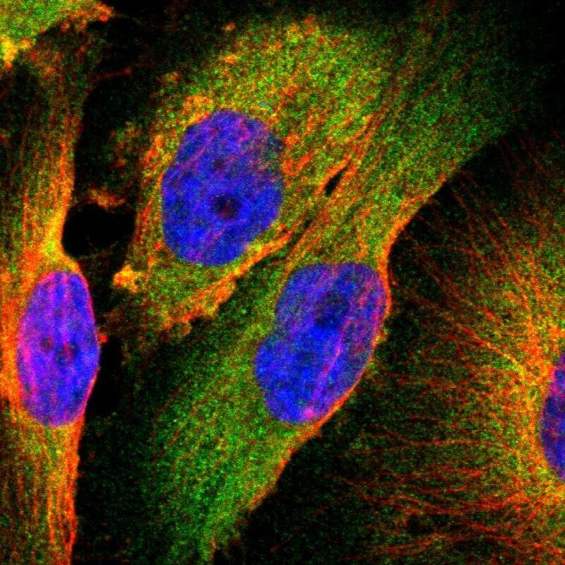 TSC22D2 Antibody - BSA Free Immunocytochemistry/ Immunofluorescence: TSC22D2 Antibody [NBP1-81491]