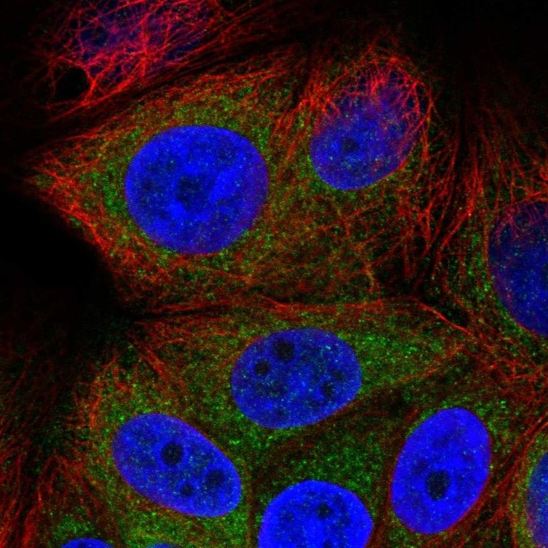 GREB1 Antibody Immunocytochemistry/ Immunofluorescence: GREB1 Antibody [NBP1-81497]