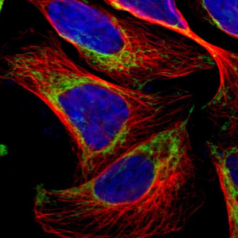TOMM20 Antibody - BSA Free Immunocytochemistry/ Immunofluorescence: TOMM20 Antibody [NBP1-81556]