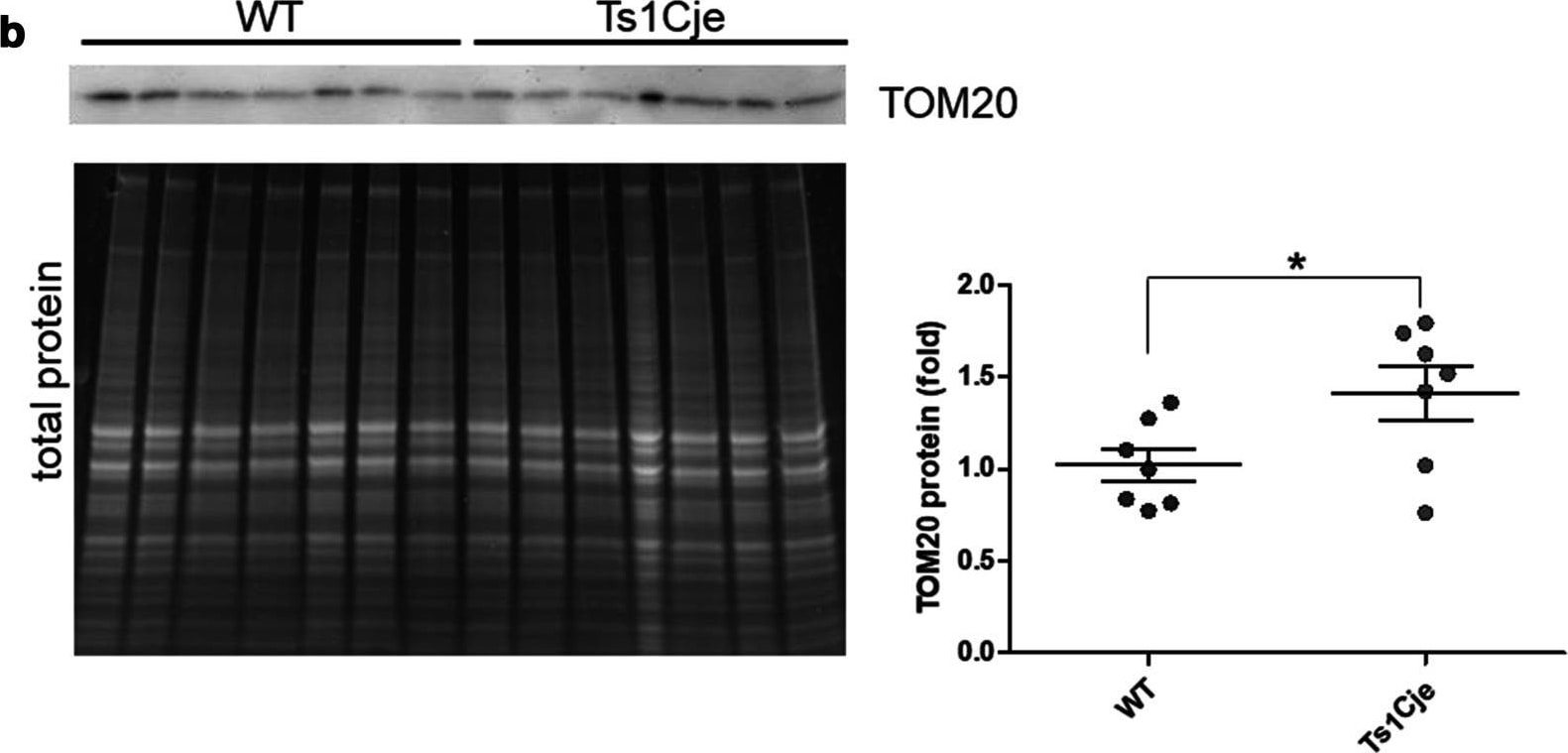 TOMM20 Antibody