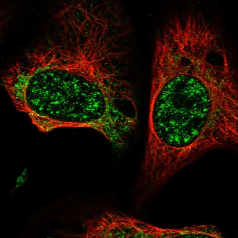 GCAT Antibody - BSA Free Immunocytochemistry/ Immunofluorescence: GCAT Antibody [NBP1-81564]