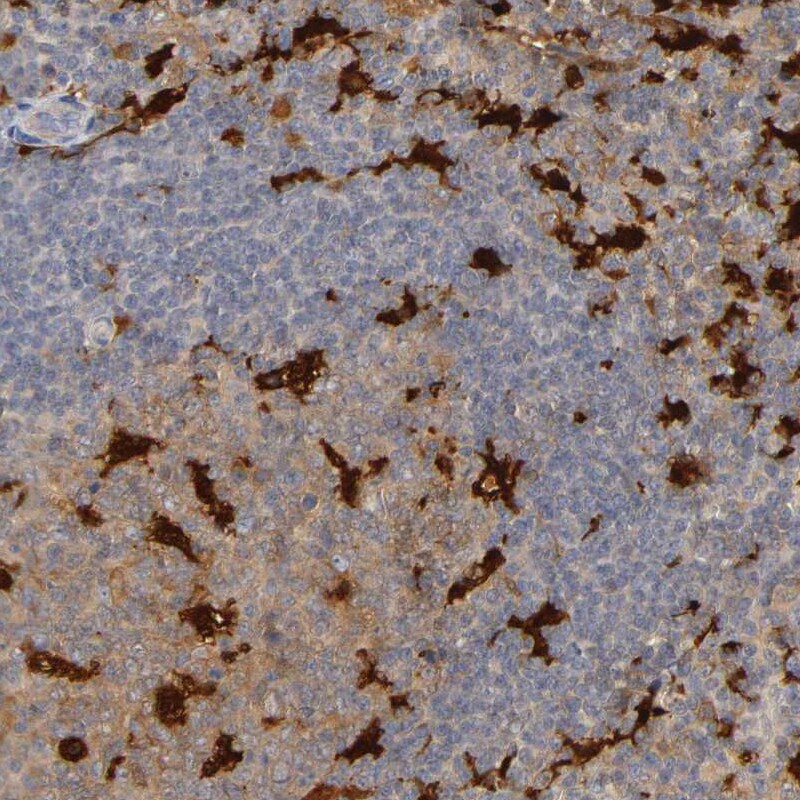 IL-18/IL-1F4 Antibody Immunohistochemistry-Paraffin: IL-18/IL-1F4 Antibody [NBP1-81607]
