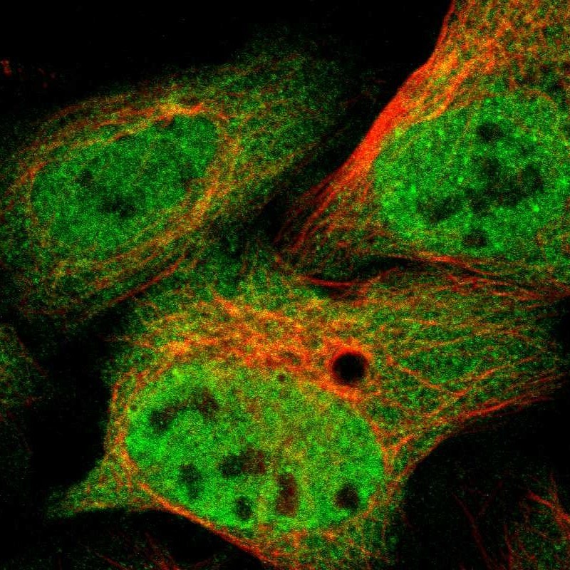 p97/VCP Antibody - BSA Free Immunocytochemistry/ Immunofluorescence: p97/VCP Antibody [NBP1-81620]