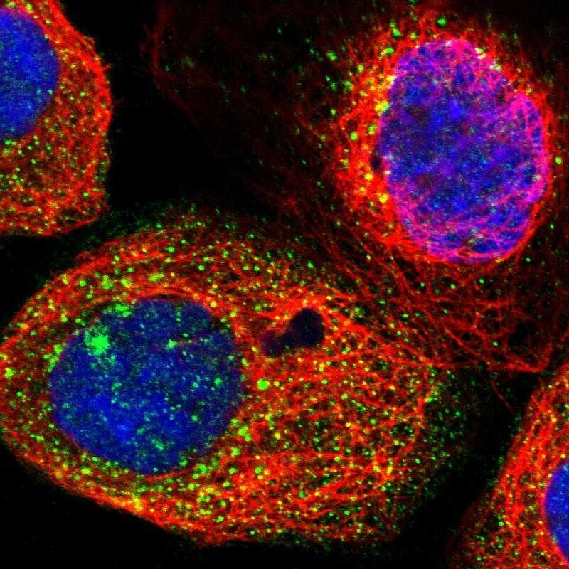 GIMAP7 Antibody - BSA Free Immunocytochemistry/ Immunofluorescence: GIMAP7 Antibody [NBP1-81625]