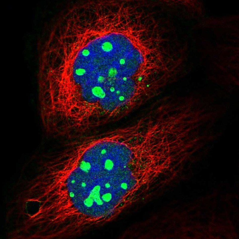 GNL2 Antibody - BSA Free Immunocytochemistry/ Immunofluorescence: GNL2 Antibody [NBP1-81649]