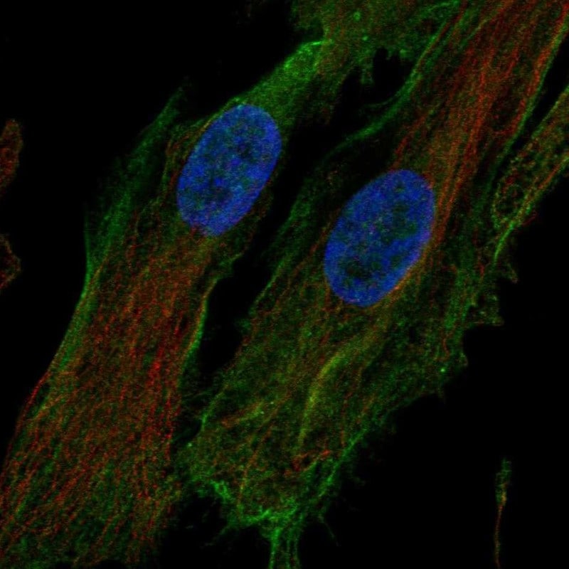 HTRA1/PRSS11 Antibody - BSA Free Immunocytochemistry/ Immunofluorescence: HTRA1/PRSS11 Antibody [NBP1-81654]