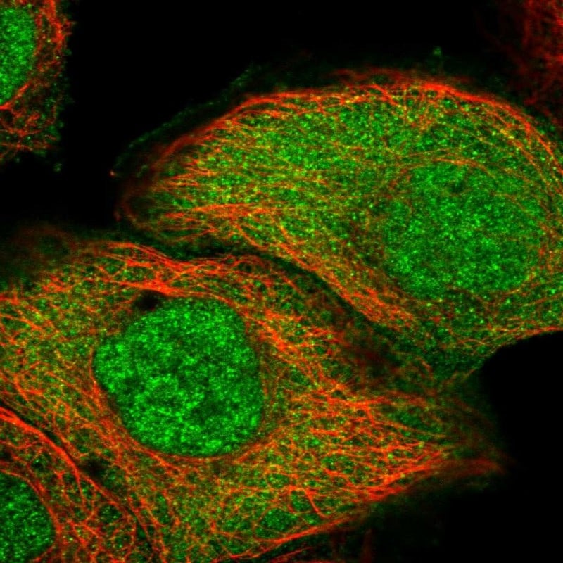 HSPC280 Antibody - BSA Free Immunocytochemistry/ Immunofluorescence: HSPC280 Antibody [NBP1-81670]
