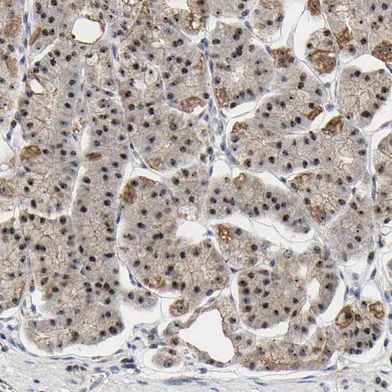 NOP58 Antibody - BSA Free Immunohistochemistry-Paraffin: NOP58 Antibody [NBP1-81680]