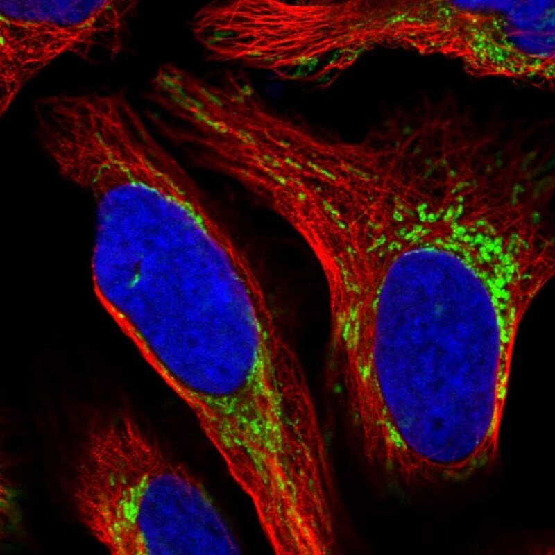 MRPS28 Antibody - BSA Free Immunocytochemistry/ Immunofluorescence: MRPS28 Antibody [NBP1-81685]