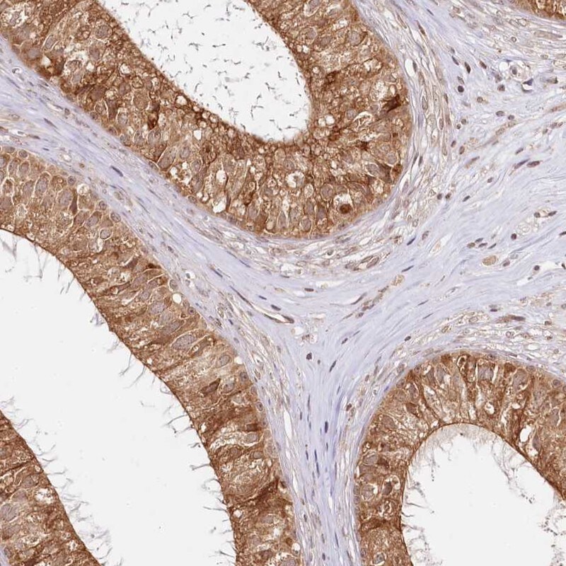 CNPY2 Antibody - BSA Free Immunohistochemistry-Paraffin: CNPY2 Antibody [NBP1-81716]