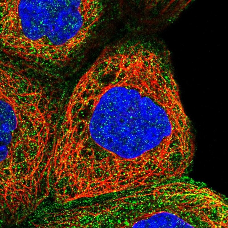 TUSC4 Antibody Immunocytochemistry/ Immunofluorescence: TUSC4 Antibody [NBP1-82538]
