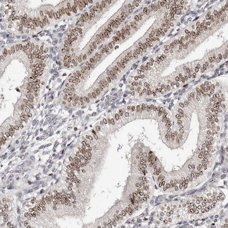 Nup153 Antibody - BSA Free Immunohistochemistry-Paraffin: Nup153 Antibody [NBP1-81723]