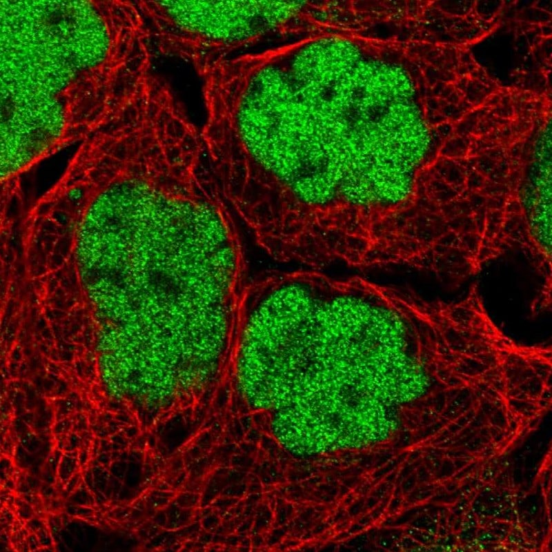MIER1 Antibody - BSA Free Immunocytochemistry/ Immunofluorescence: MIER1 Antibody [NBP1-81730]