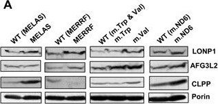 LONP1 Antibody