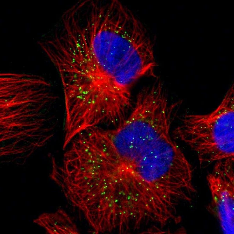 JTB Antibody - BSA Free Immunocytochemistry/ Immunofluorescence: JTB Antibody [NBP1-81746]