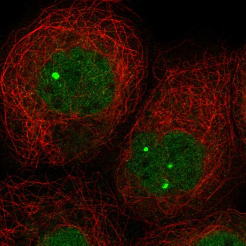ZNF8 Antibody - BSA Free Immunocytochemistry/ Immunofluorescence: ZNF8 Antibody [NBP1-81755]