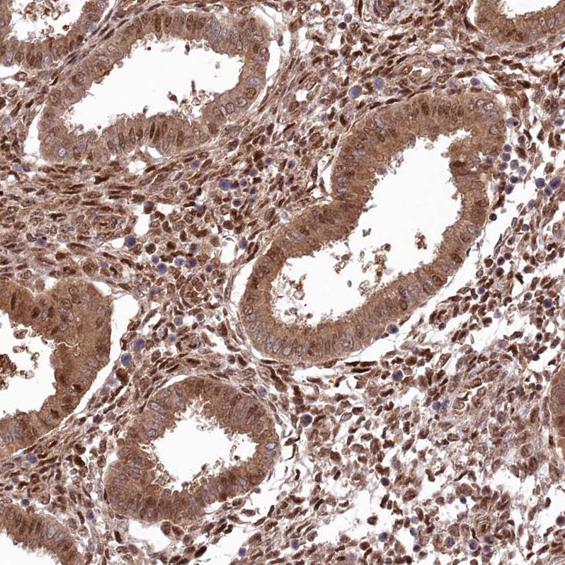 PSMA1 Antibody - BSA Free Immunohistochemistry-Paraffin: PSMA1 Antibody [NBP1-81768]