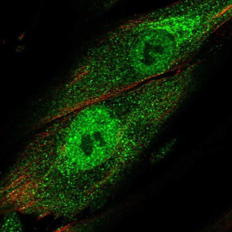 Trim22 Antibody - BSA Free Immunocytochemistry/ Immunofluorescence: Trim22 Antibody [NBP1-81795]