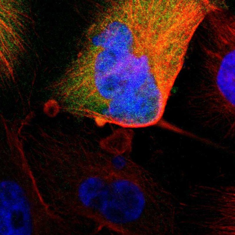 MIF Antibody - BSA Free Immunocytochemistry/ Immunofluorescence: MIF Antibody [NBP1-81832]