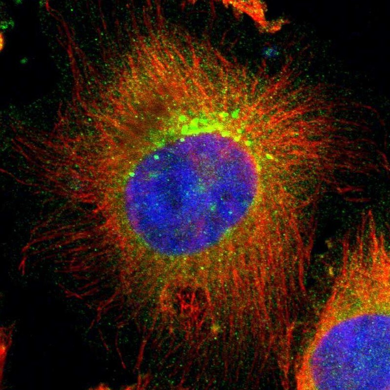 UBAC1 Antibody - BSA Free Immunocytochemistry/ Immunofluorescence: UBAC1 Antibody [NBP1-81842]