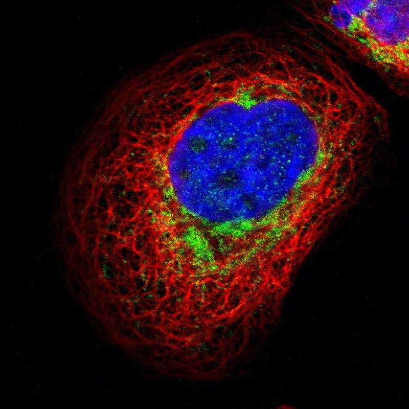 GALNTL4 Antibody - BSA Free Immunocytochemistry/ Immunofluorescence: GALNTL4 Antibody [NBP1-81846]