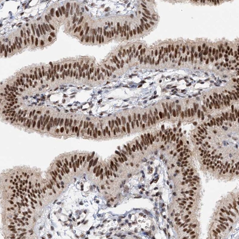 BUD13 Antibody - BSA Free Immunohistochemistry-Paraffin: BUD13 Antibody [NBP1-81863]