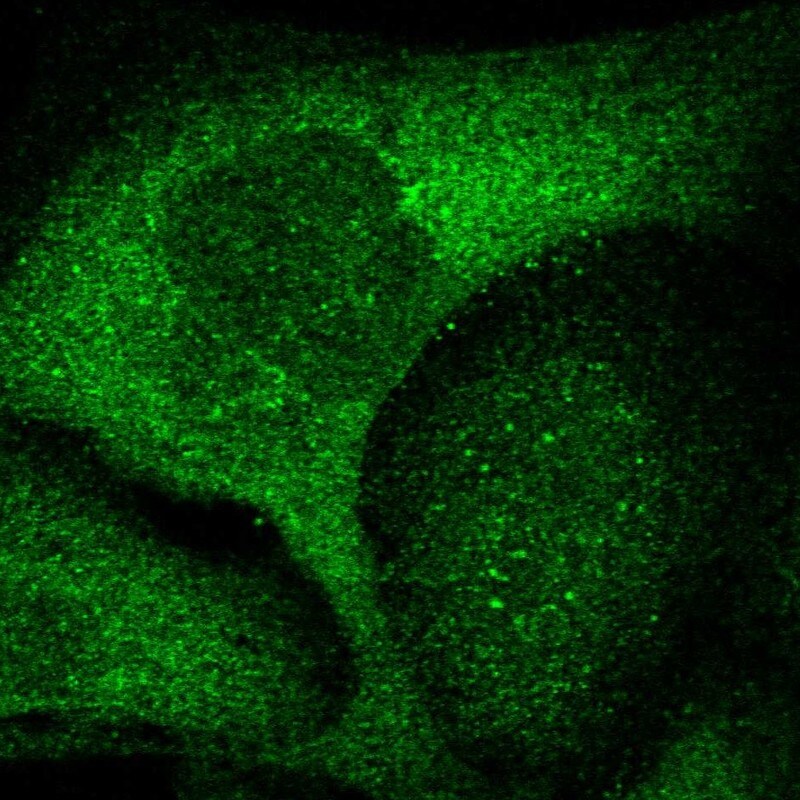 ZNF263 Antibody - BSA Free Immunocytochemistry/ Immunofluorescence: ZNF263 Antibody [NBP1-81868]