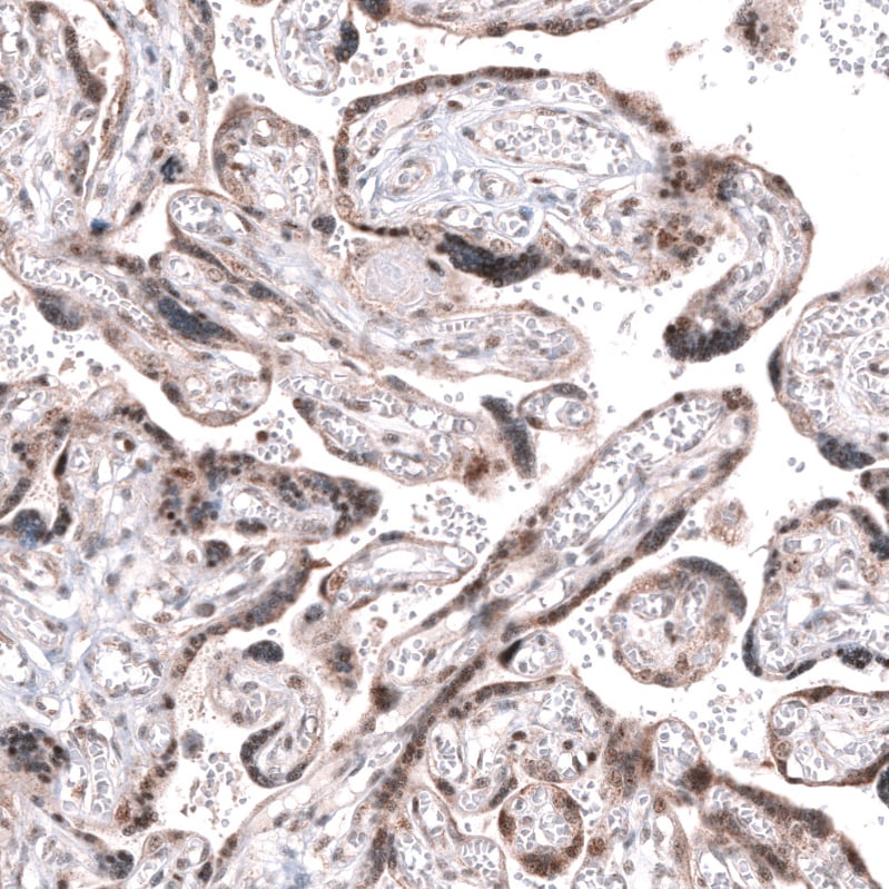 AFF2 Antibody - BSA Free Immunohistochemistry: AFF2 Antibody - BSA Free [NBP1-81872]